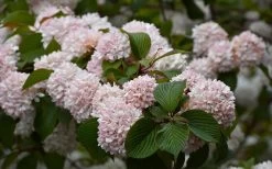 Kern's Pink Snowball Viburnum Bush - 2 Gallon Pot -SHRUBS and BUSHES Store viburnum plicatum kerns pink snowball 7