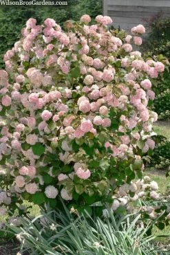 Kern's Pink Snowball Viburnum Bush - 2 Gallon Pot -SHRUBS and BUSHES Store viburnum plicatum kerns pink snowball 9