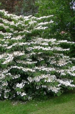 Japanese Doublefile Viburnum - 2 Gallon Pot -SHRUBS and BUSHES Store viburnum plicatum tomentosum japanese doublefile 5