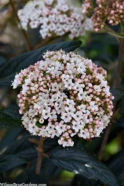Prague Viburnum - 1 Gallon Pot 14 Prague Viburnum - 1 Gallon Pot -SHRUBS and BUSHES Store viburnum pragense prague 2 1