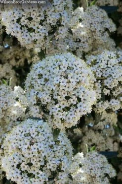 Prague Viburnum - 1 Gallon Pot 15 Prague Viburnum - 1 Gallon Pot -SHRUBS and BUSHES Store viburnum pragense prague 5 1