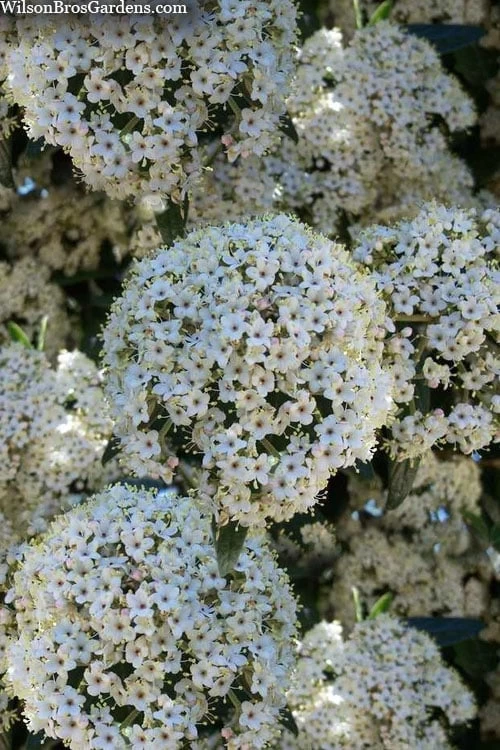 Prague Viburnum - 1 Gallon Pot 8 Prague Viburnum - 1 Gallon Pot - Image 6