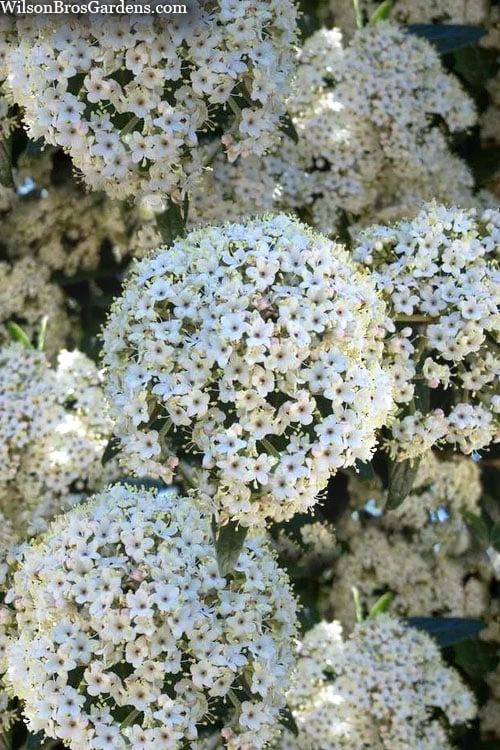 Prague Viburnum - 1 Gallon Pot 3 Prague Viburnum - 1 Gallon Pot