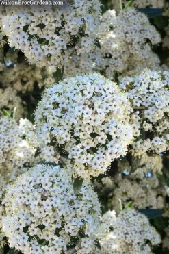 Prague Viburnum - 3 Gallon Pot