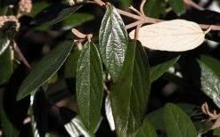 Prague Viburnum - 3 Gallon Pot 17 Prague Viburnum - 3 Gallon Pot -SHRUBS and BUSHES Store viburnum pragense prague 7 2