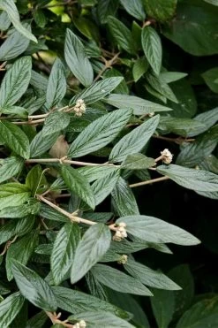 Prague Viburnum - 2.5 Quart Pot -SHRUBS and BUSHES Store viburnum pragense prague 9