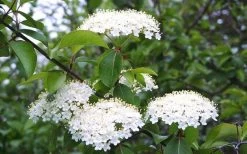 Blackhaw Viburnum - 3 Gallon Pot 15 Blackhaw Viburnum - 3 Gallon Pot -SHRUBS and BUSHES Store viburnum prunifolium black haw 4