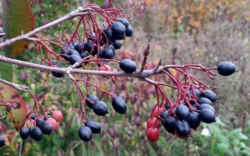 Blackhaw Viburnum - 2 Gallon Pot 7 Blackhaw Viburnum - 2 Gallon Pot - Image 5