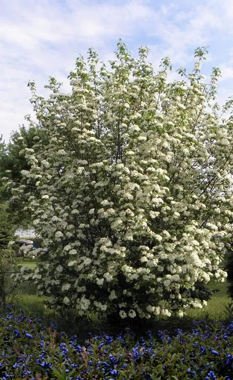 Blackhaw Viburnum - 2 Gallon Pot 6 Blackhaw Viburnum - 2 Gallon Pot - Image 4