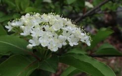 Blackhaw Viburnum - 3 Gallon Pot 17 Blackhaw Viburnum - 3 Gallon Pot -SHRUBS and BUSHES Store viburnum prunifolium black haw 9