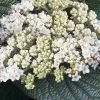 Alleghany Viburnum - 1 Gallon Pot -SHRUBS and BUSHES Store viburnum rhytidophylloides alleghany 2 thumbnail