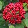 Red Balloon Viburnum - 3 Gallon Pot 1 Red Balloon Viburnum - 3 Gallon Pot -SHRUBS and BUSHES Store viburnum rhytidophylloides red balloon 1