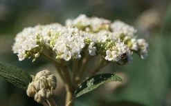 Willowwood Viburnum - 3 Gallon Pot 12 Willowwood Viburnum - 3 Gallon Pot -SHRUBS and BUSHES Store viburnum rhytidophylloides willowwood 2