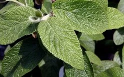 Willowwood Viburnum - 3 Gallon Pot 13 Willowwood Viburnum - 3 Gallon Pot -SHRUBS and BUSHES Store viburnum rhytidophylloides willowwood 3