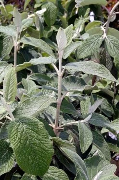 Willowwood Viburnum - 3 Gallon Pot 14 Willowwood Viburnum - 3 Gallon Pot -SHRUBS and BUSHES Store viburnum rhytidophylloides willowwood 6