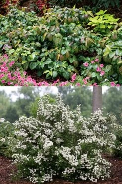 Shiny Dancer Viburnum - 2 Gallon Pot 12 Shiny Dancer Viburnum - 2 Gallon Pot -SHRUBS and BUSHES Store viburnum shiny dancer 22