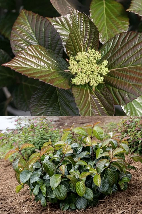 Shiny Dancer Viburnum - 2 Gallon Pot 8 Shiny Dancer Viburnum - 2 Gallon Pot - Image 6