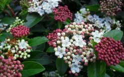 Spring Bouquet Viburnum - 6 Pack Of 1 Gallon Pots 14 Spring Bouquet Viburnum - 6 Pack Of 1 Gallon Pots -SHRUBS and BUSHES Store viburnum spring bouquet 800x500 2