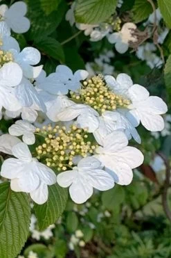 Summer Snowflake Viburnum - 1 Gallon Pot 14 Summer Snowflake Viburnum - 1 Gallon Pot -SHRUBS and BUSHES Store viburnum summer snowflake 103