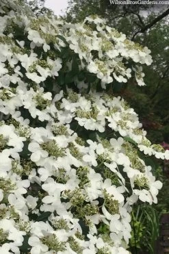 Summer Snowflake Viburnum - 1 Gallon Pot 16 Summer Snowflake Viburnum - 1 Gallon Pot -SHRUBS and BUSHES Store viburnum summer snowflake 105