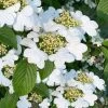 Summer Snowflake Viburnum - 1 Gallon Pot 1 Summer Snowflake Viburnum - 1 Gallon Pot -SHRUBS and BUSHES Store viburnum summer snowflake 106
