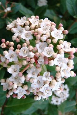 Spring Bouquet Viburnum - 6 Pack Of 1 Gallon Pots 12 Spring Bouquet Viburnum - 6 Pack Of 1 Gallon Pots -SHRUBS and BUSHES Store viburnum tinus spring bouquet 1 1
