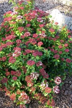 Spring Bouquet Viburnum - 6 Pack Of 1 Gallon Pots 13 Spring Bouquet Viburnum - 6 Pack Of 1 Gallon Pots -SHRUBS and BUSHES Store viburnum tinus spring bouquet 2 1