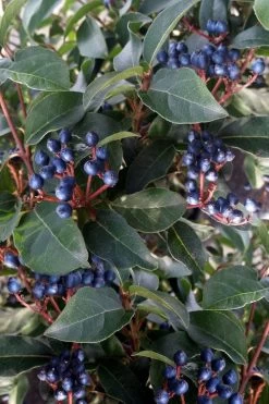 Spring Bouquet Viburnum - 6 Pack Of 1 Gallon Pots 15 Spring Bouquet Viburnum - 6 Pack Of 1 Gallon Pots -SHRUBS and BUSHES Store viburnum tinus spring bouquet 5 1