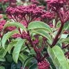 Spring Bouquet Viburnum - 6 Pack Of 1 Gallon Pots -SHRUBS and BUSHES Store viburnum tinus spring bouquet 6 1
