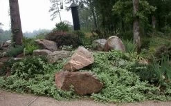 Expoflora Variegated Bigleaf Periwinkle (Vinca Major) - 6 Pack Of Pint Pots -SHRUBS and BUSHES Store vinca major variegata big leaf periwinkle 12