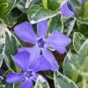 Ralph Shugert Variegated Periwinkle - Vinca Minor - 18 Pack Of Pint Pots 1 Ralph Shugert Variegated Periwinkle - Vinca Minor - 18 Pack Of Pint Pots -SHRUBS and BUSHES Store vinca minor ralph shugert variegated evergreen periwinkle 1 2