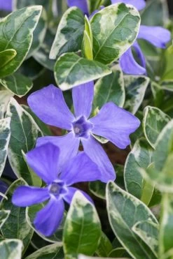 Ralph Shugert Variegated Periwinkle - Vinca Minor - 18 Pack Of Pint Pots