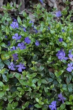 Ralph Shugert Variegated Periwinkle - Vinca Minor - 18 Pack Of Pint Pots -SHRUBS and BUSHES Store vinca minor ralph shugert variegated evergreen periwinkle 4 2