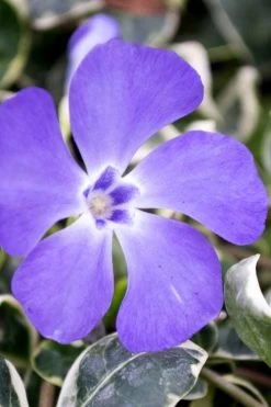 Ralph Shugert Variegated Periwinkle (Vinca Minor) - 6 Pack Of Pint Pots -SHRUBS and BUSHES Store vinca minor ralph shugert variegated evergreen periwinkle 6 1