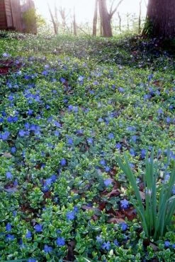 Ralph Shugert Variegated Periwinkle - Vinca Minor - 18 Pack Of Pint Pots -SHRUBS and BUSHES Store vinca minor ralph shugert variegated evergreen periwinkle 7 2
