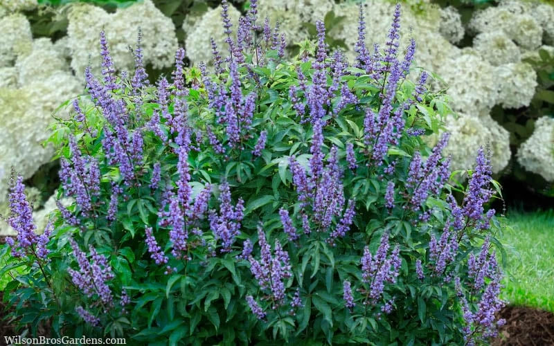 Blue Diddley Dwarf Chaste Tree - Vitex Agnus-castus - 3 Gallon Pot 7 Blue Diddley Dwarf Chaste Tree - Vitex Agnus-castus - 3 Gallon Pot - Image 5