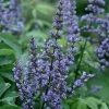 Blue Diddley Dwarf Chaste Tree - Vitex Agnus-castus - 3 Gallon Pot 1 Blue Diddley Dwarf Chaste Tree - Vitex Agnus-castus - 3 Gallon Pot -SHRUBS and BUSHES Store vitex blue diddley dwarf chaste tree 21