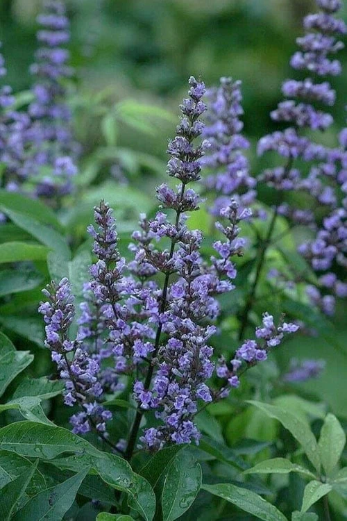 Blue Diddley Dwarf Chaste Tree - Vitex Agnus-castus - 3 Gallon Pot 3 Blue Diddley Dwarf Chaste Tree - Vitex Agnus-castus - 3 Gallon Pot