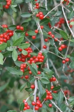 Weeping Yaupon Holly (Ilex Vomitoria 'Pendula') - 7 Gallon Pot (7-8') 14 Weeping Yaupon Holly (Ilex Vomitoria 'Pendula') - 7 Gallon Pot (7-8') -SHRUBS and BUSHES Store yaupon holly weeping 13