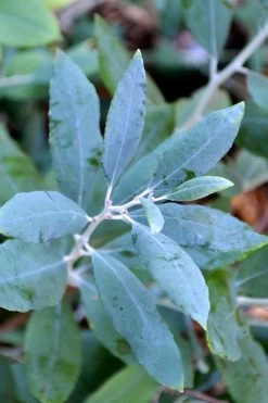 Woodlanders Blue Dusty Zenobia (Honeycup) - 3 Gallon Pot 15 Woodlanders Blue Dusty Zenobia (Honeycup) - 3 Gallon Pot -SHRUBS and BUSHES Store zenobia woodlanders blue 21